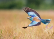 LOL决赛-1.孤胆英雄的觉醒，哈登双加时封神，黄蜂逆天改命淘汰马刺