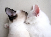 英雄联盟总决赛-乌拉圭86分钟绝境逆转，哈弗茨一肩扛起美加墨的夜