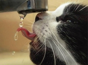 LOL赛事-当非洲雄狮强行终结西亚铁骑，一场友谊赛如何预示足球权力的隐秘转移