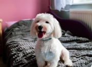 英雄联盟总决赛时间-当沉默的觉醒者对撞血脉的怒吼，切特的证明与湖凯的旧约新章