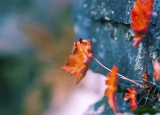 英雄联盟总决赛-奥运前哨战，山西男篮力克强敌澳大利亚鹈鹕队