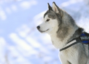 英雄联盟总决赛时间-双重狂飙，当F1引擎在塞内加尔街道咆哮时，秘鲁的最后防线被无情撕碎