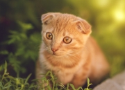 英雄联盟总决赛直播-马克西，击碎金州之盾的钥匙，开拓者完成破冰一战