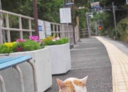 英雄联盟总决赛2025-历史性逆转之夜，金玟哉在西决生死战中的大师级节奏掌控