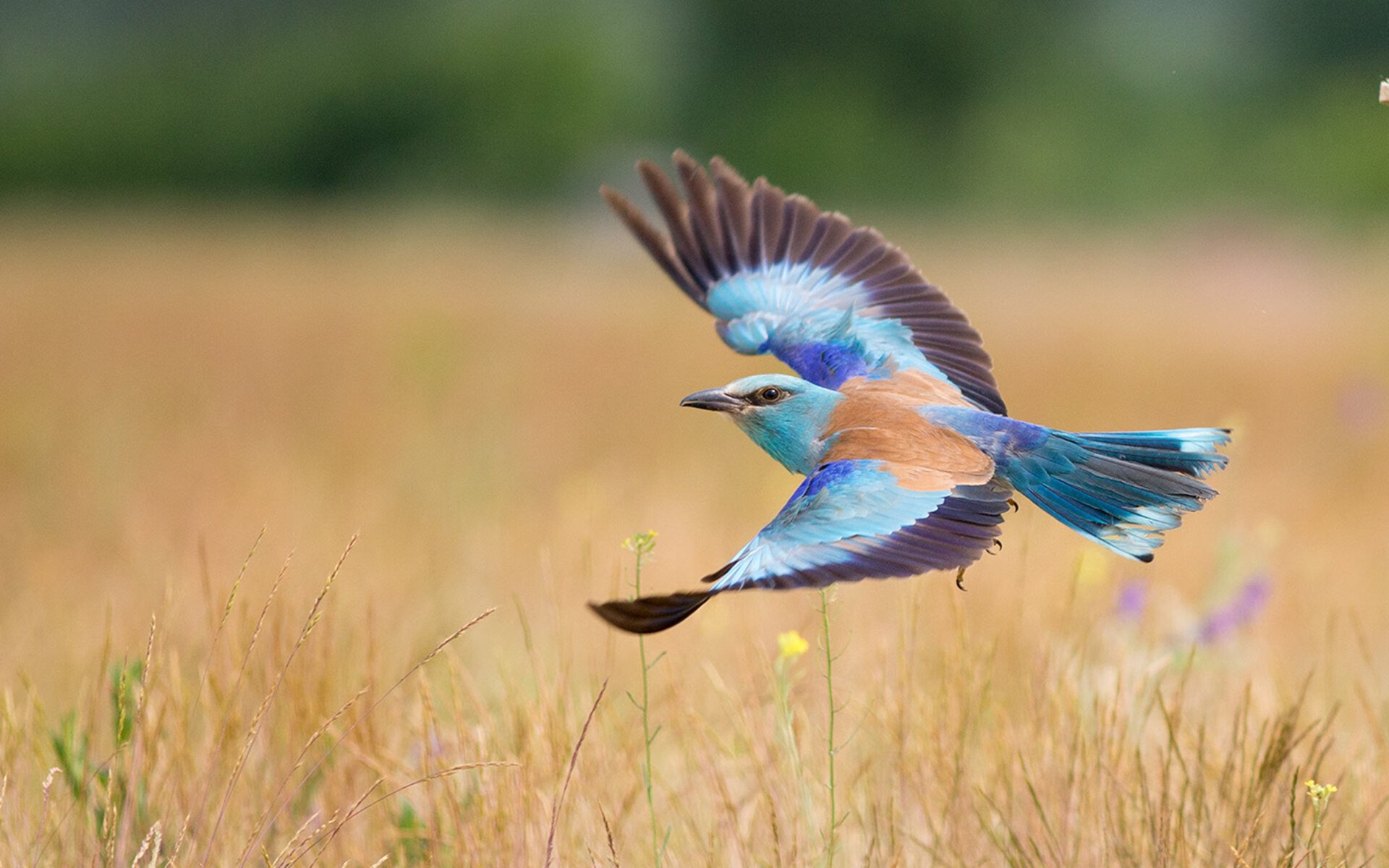 执棋者与破局人,当独行侠的节奏艺术,遇上武切维奇的关键先生时刻