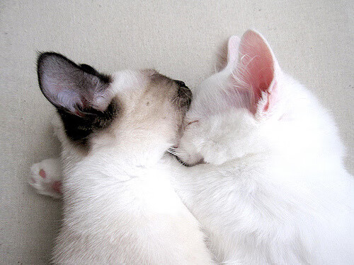 乌拉圭86分钟绝境逆转,哈弗茨一肩扛起美加墨的夜