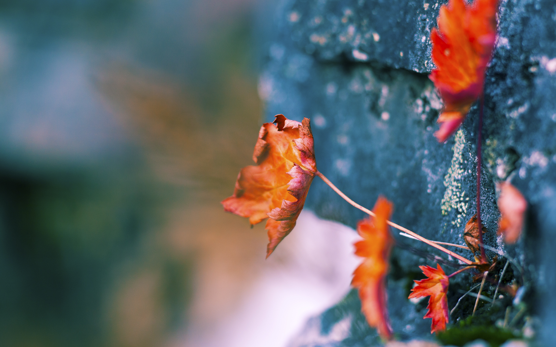 奥运前哨战，山西男篮力克强敌澳大利亚鹈鹕队