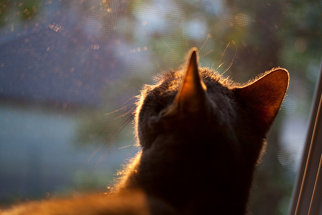 钢刃终末，德罗赞一剑封喉，马刺悬崖边上勒住心弦的惊险舞步