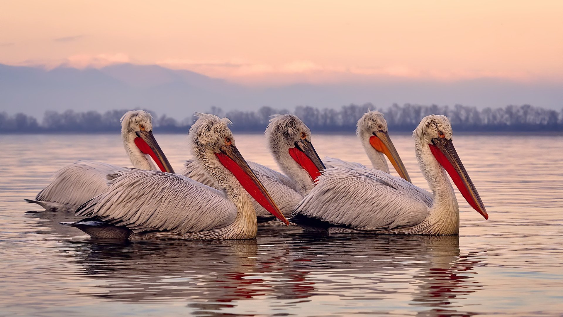 新核诞生,阿尔瓦雷斯的惊艳首秀,巴萨战术棋局强势碾过哥伦比亚