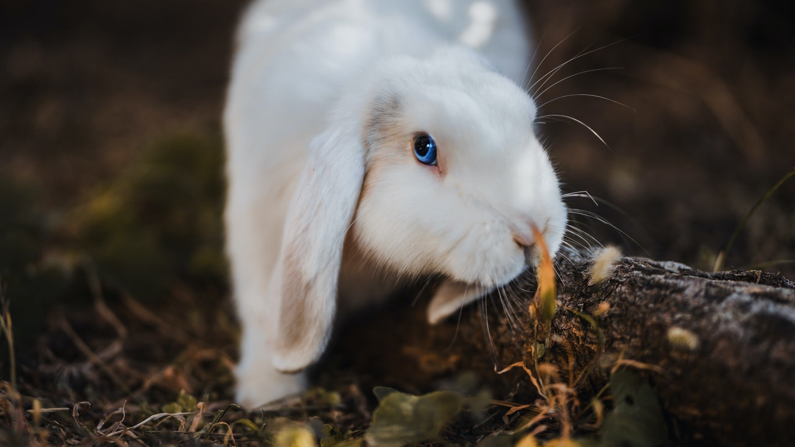 平行赛场，当新疆飞虎在数据宇宙击败湖人