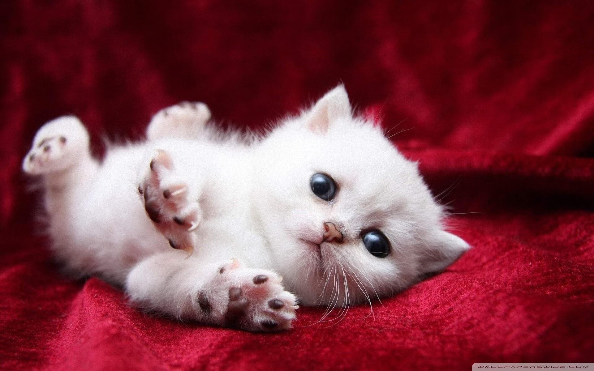 欧冠半决赛焦点战，当伊朗封锁塞内加尔，足球成为桥梁