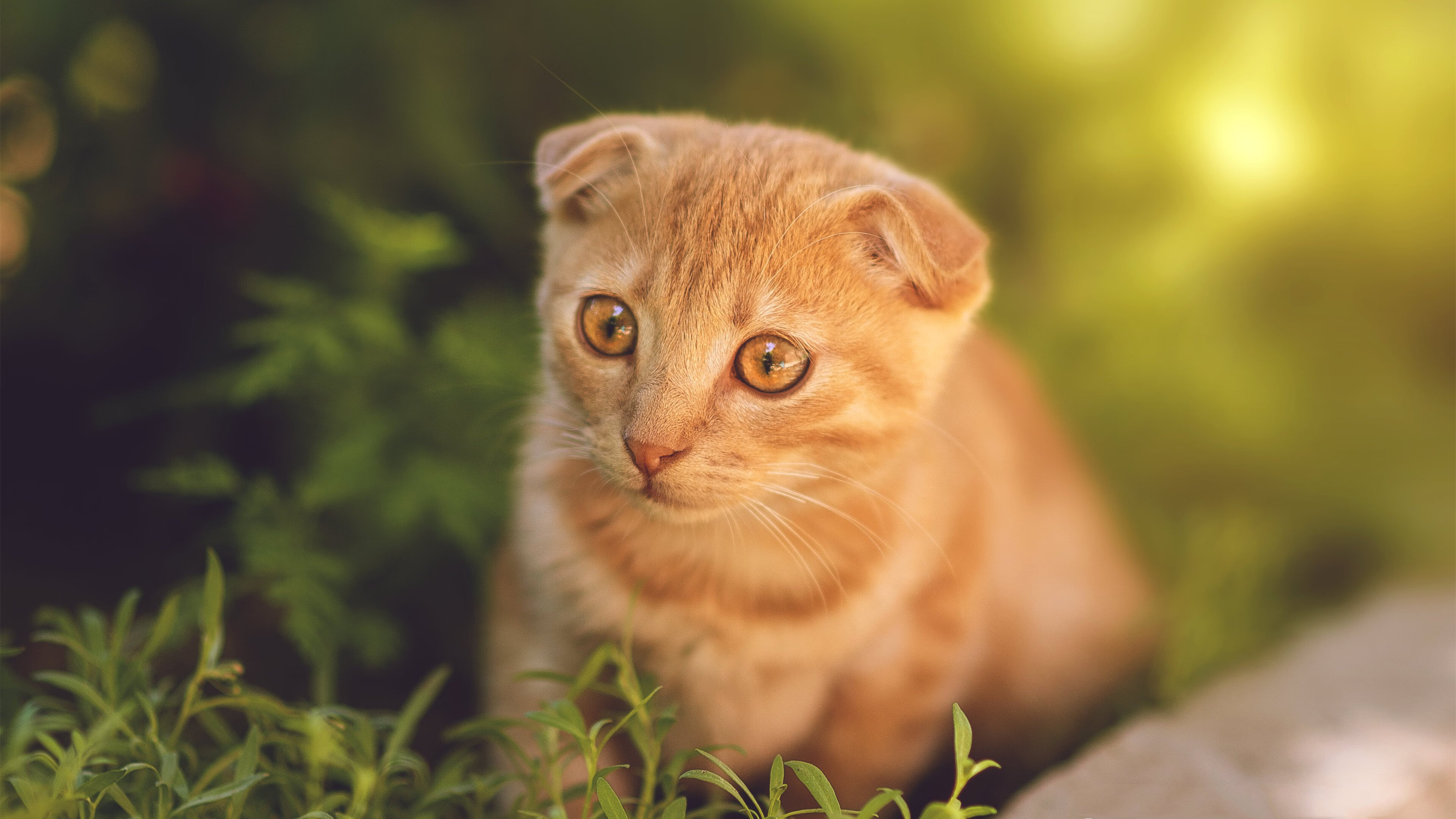 马克西,击碎金州之盾的钥匙,开拓者完成破冰一战