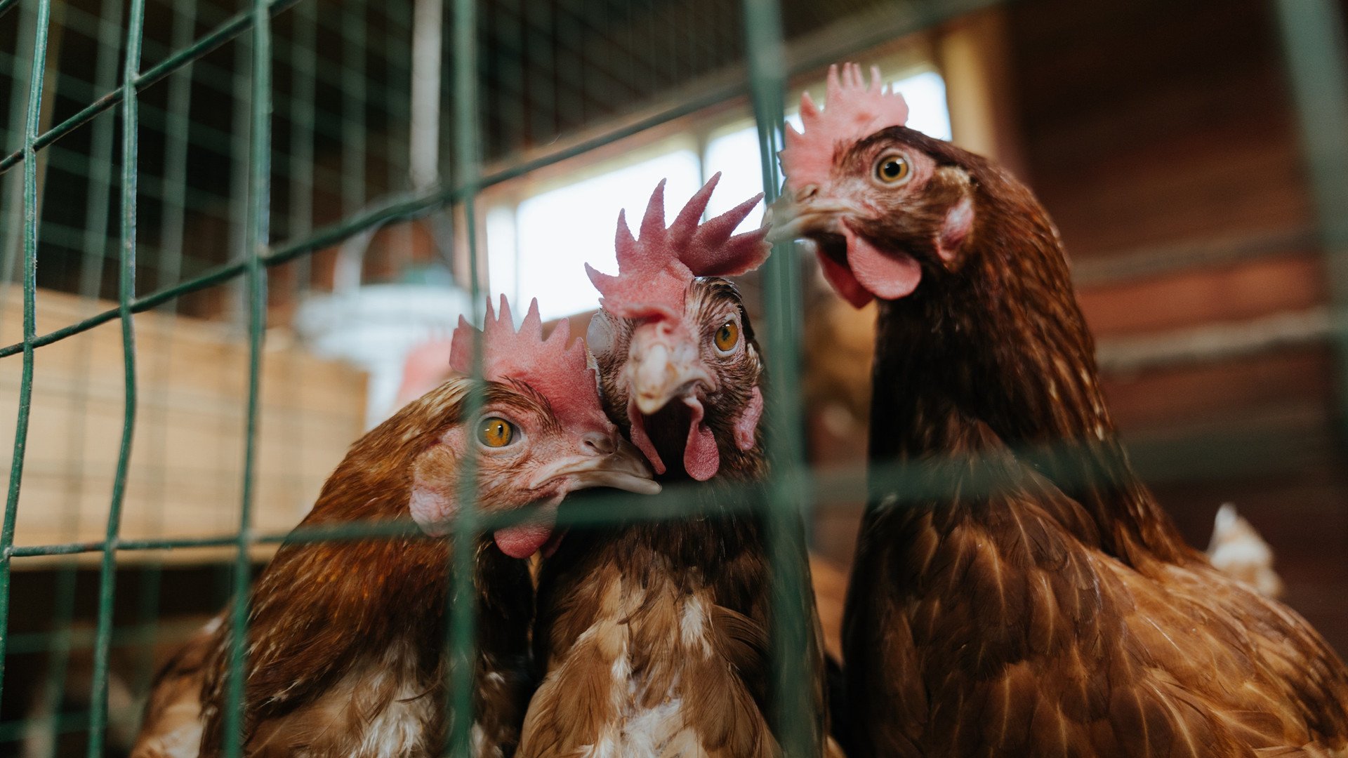 跨界征服者，当奥地利一波带走爱尔兰，奥斯梅恩在NBA季后赛接管比赛