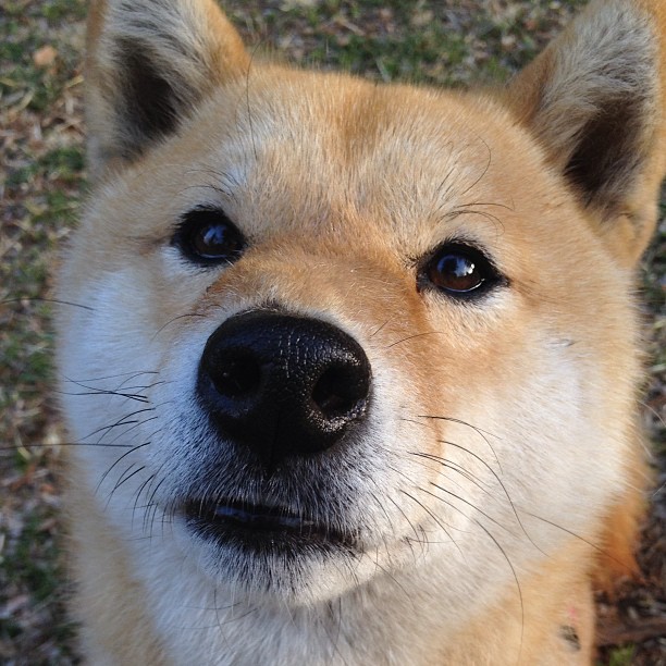 唯一性,伦纳德总在关键时刻化身巨人