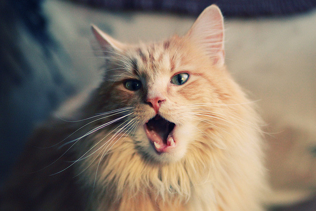 虚拟与现实交织的绿茵诗篇,当摩纳哥的星光映照三狮军团,布鲁诺以满分奏响中场神迹