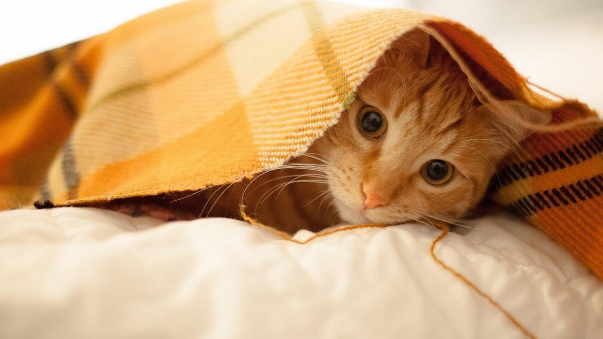 从公牛遗珠到洛城枢纽，当拉文用非典型方式完成对勇士的华丽复仇