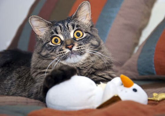 三节45分收割比赛!广东对决吉林,杜兰特用实力书写唯一性