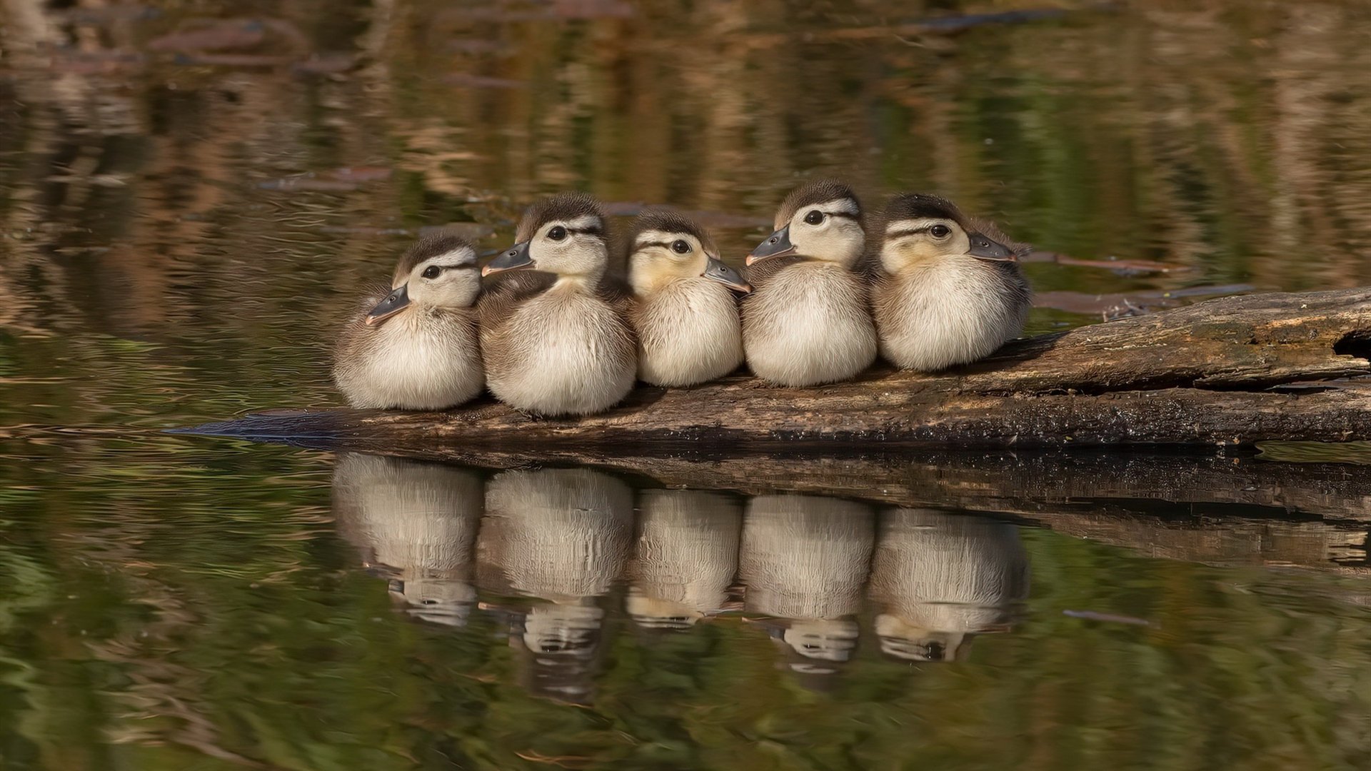 末节掌控，关键先生拉文带领热火剑指胜利