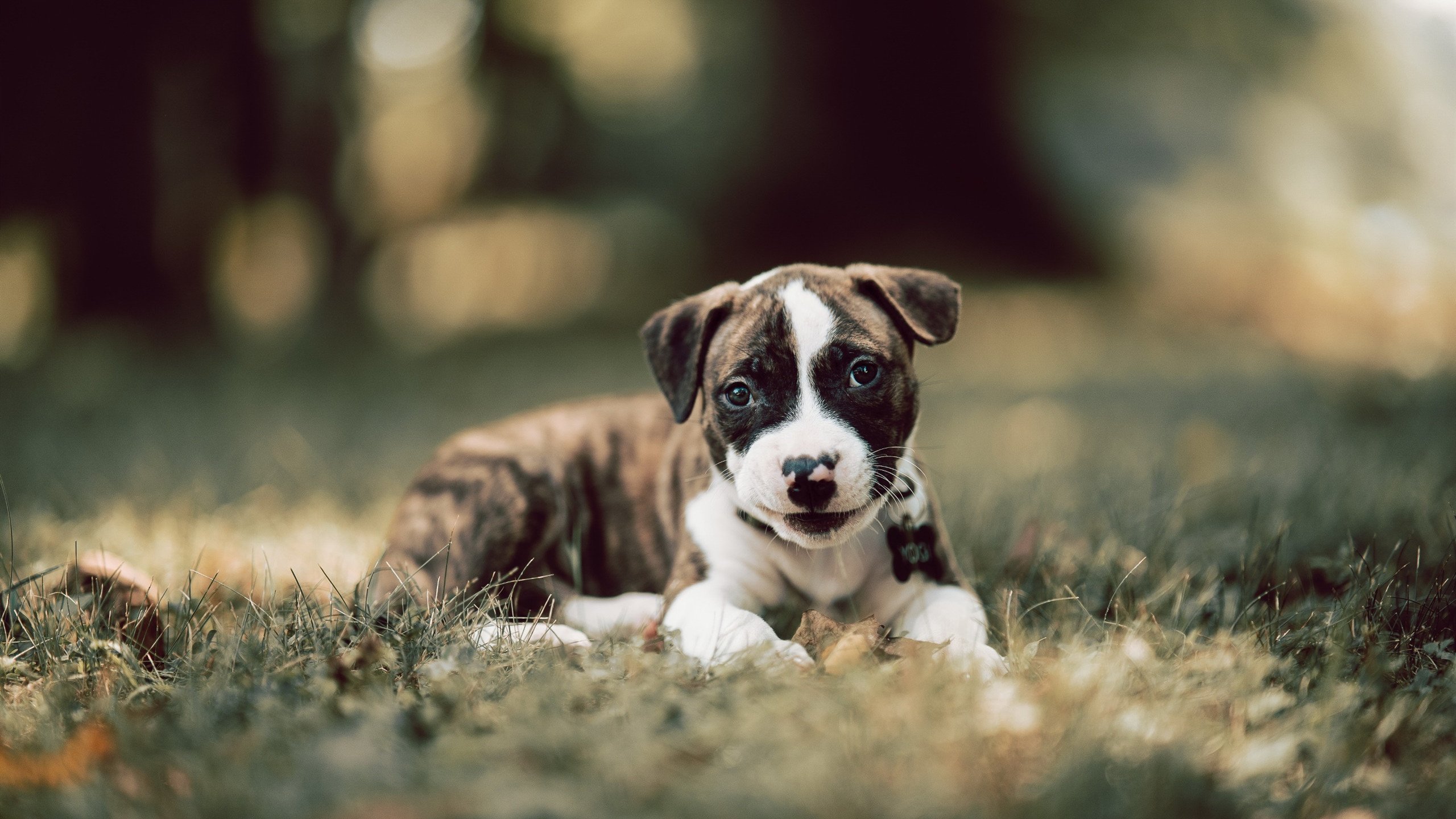 英超争冠之夜，篮球皇帝跨越山海，一个体育迷的理想之夜