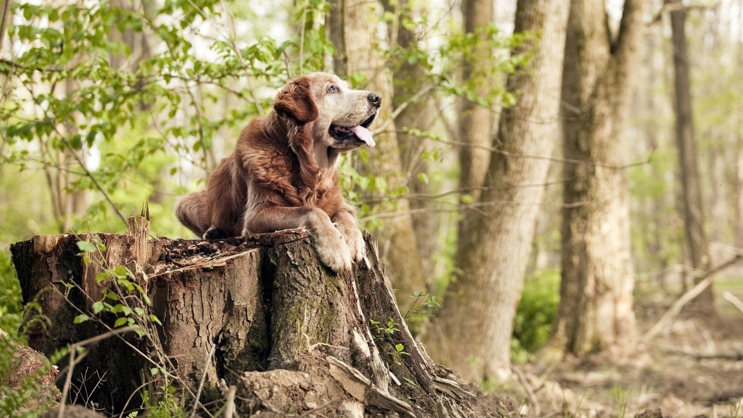 当武士刀劈开罗马柱，富安健洋在永恒之城的东方救赎