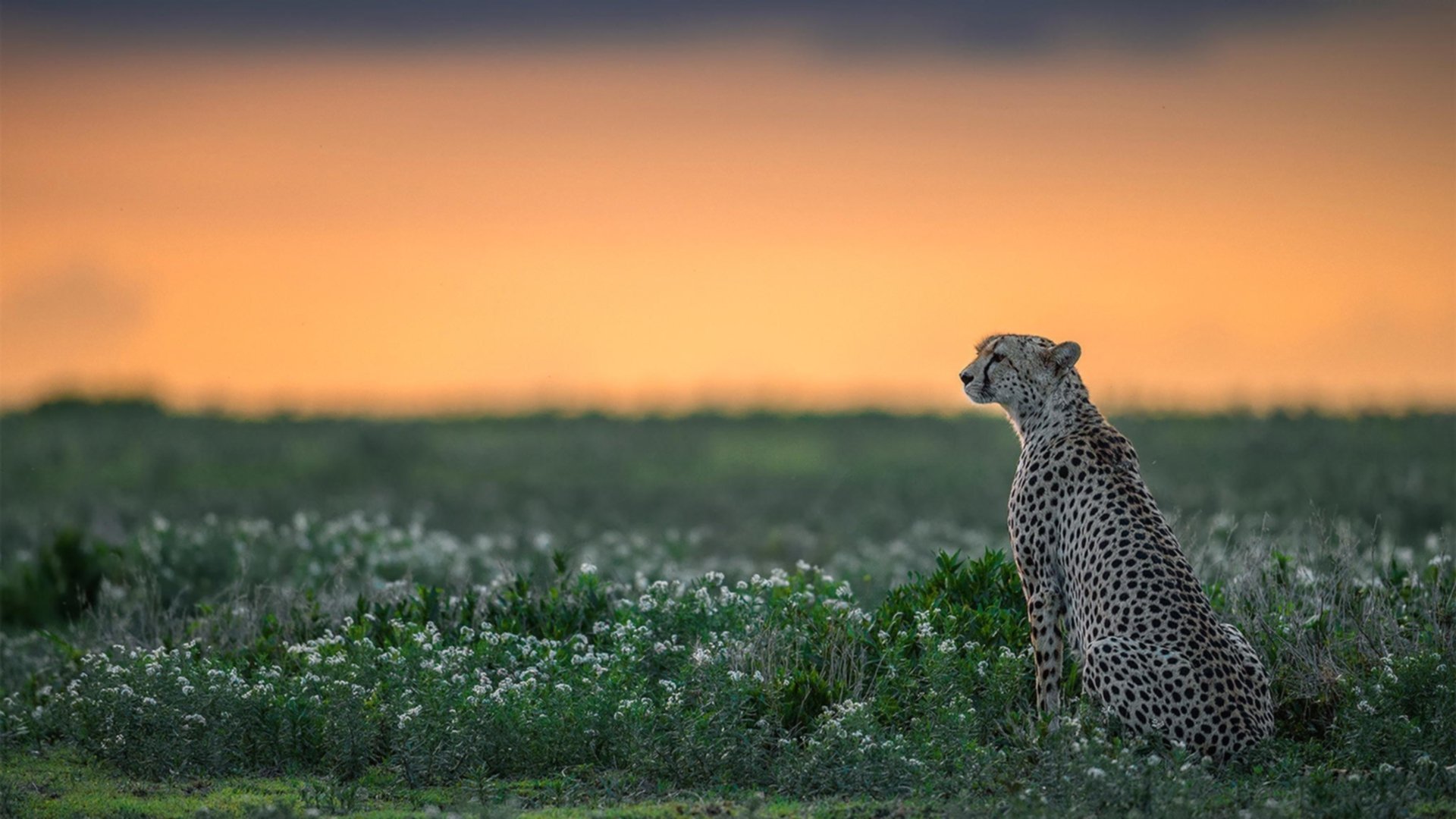 戈麦斯一箭穿心！皇马爆冷不敌安哥拉黑马，无名之辈成为关键先生