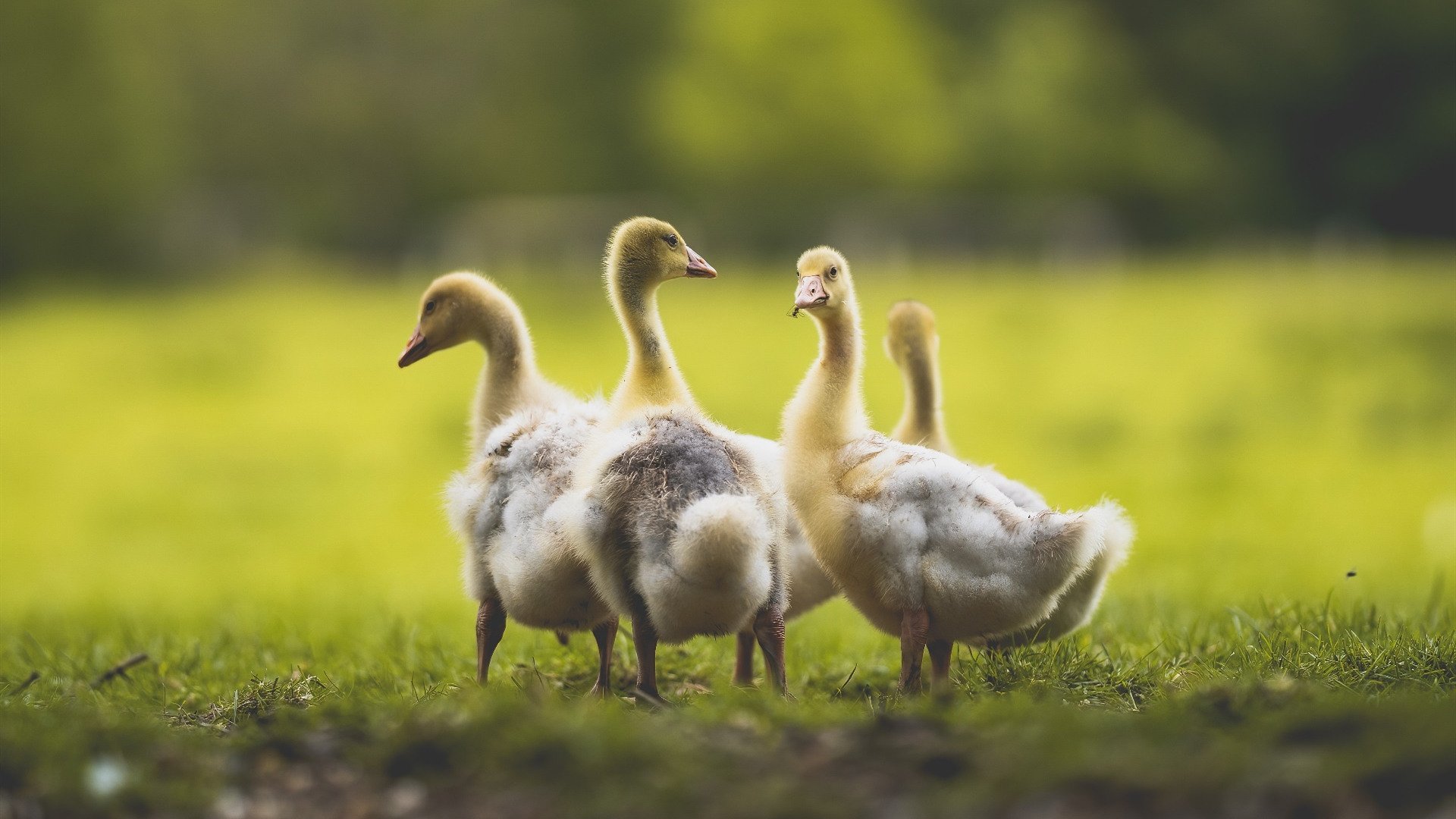 血脉与战袍，当加纳红黄绿撕裂蓝黑条纹，谁是真正的布鲁诺？