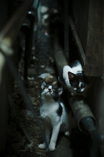 鏖战七场加时决胜!马刺奇兵米切尔击碎猛龙冠军梦