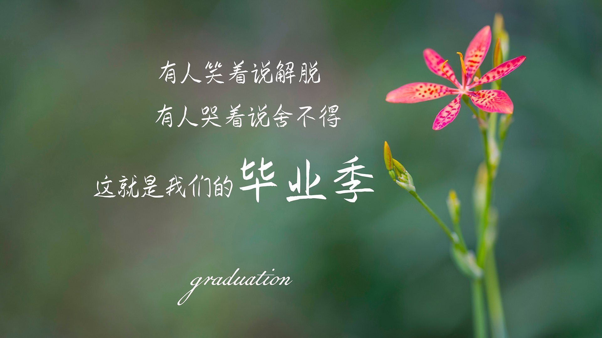 孤胆英雄与丛林之殇,2026世界杯四分之一决赛,费利克斯的致命一击如何撕裂越南铁壁