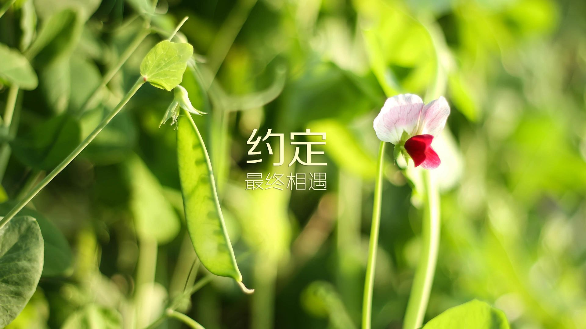 绝境中的孤勇,2026世界杯生死战,乌兹别克斯坦的铁血防线与凯恩的致命一击